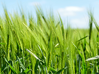 团结乡山泉水源带建厂场地长期出租